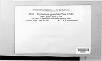 Phyllachora graminis image